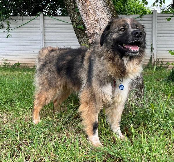 PRUGNA BELLISSIMA CAGNOLONA Foto 4